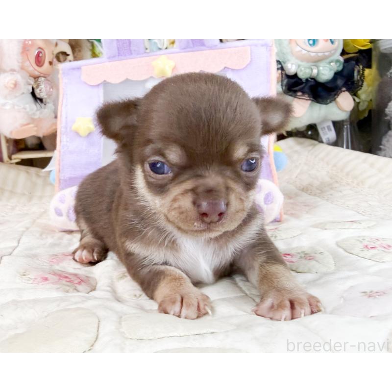 販売中の福岡県のチワワ(スムースコート)-447531の3枚目