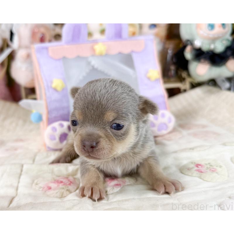 販売中の福岡県のチワワ(スムースコート)-447532の6枚目