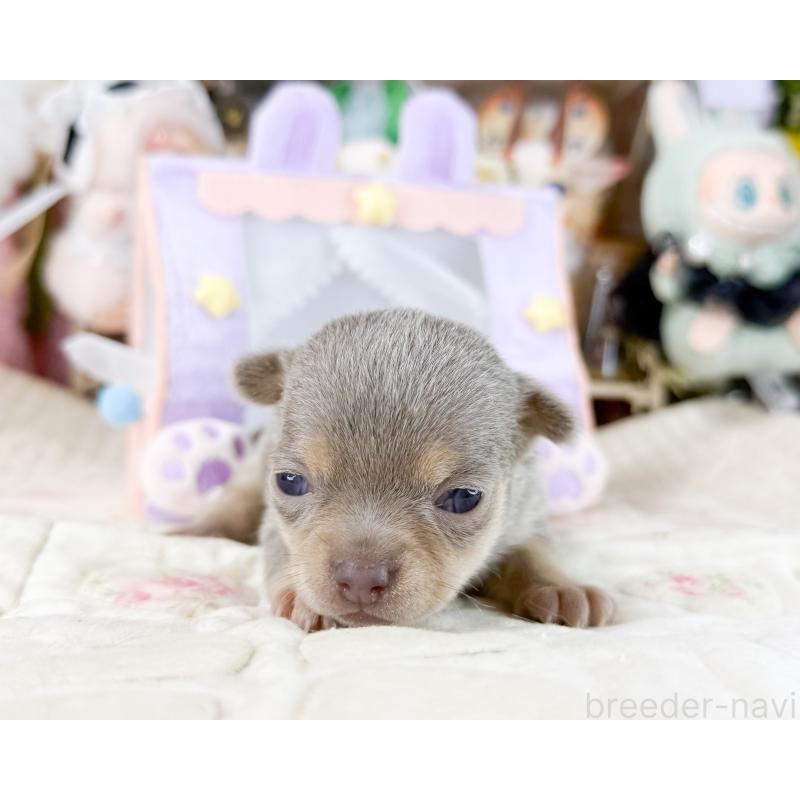 販売中の福岡県のチワワ(スムースコート)-447532の4枚目