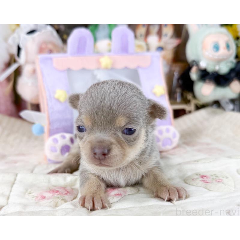 販売中の福岡県のチワワ(スムースコート)-447532の3枚目