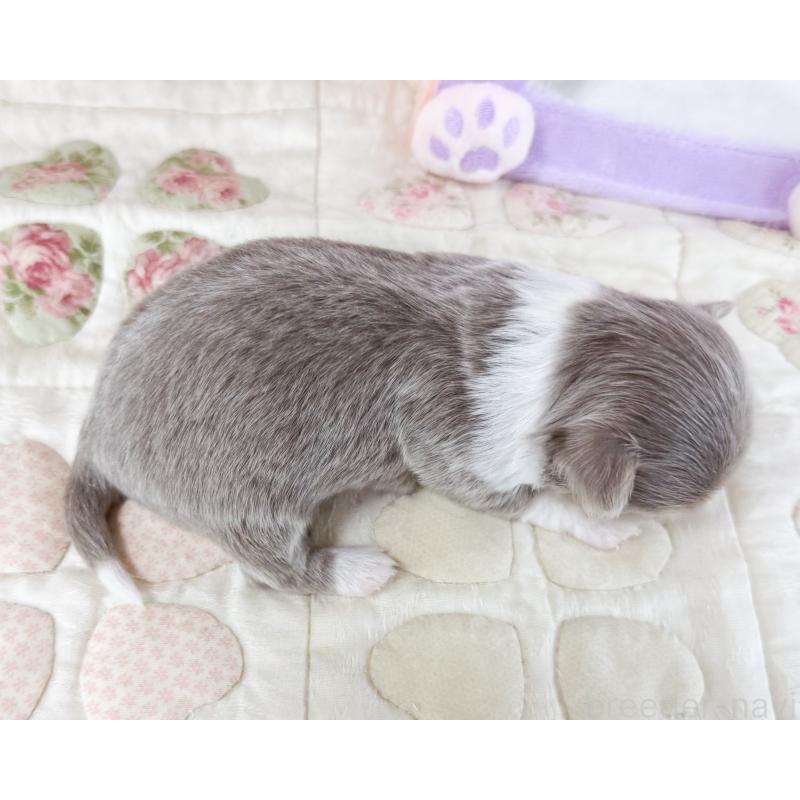 販売中の福岡県のチワワ(ロングコート)-447533の2枚目