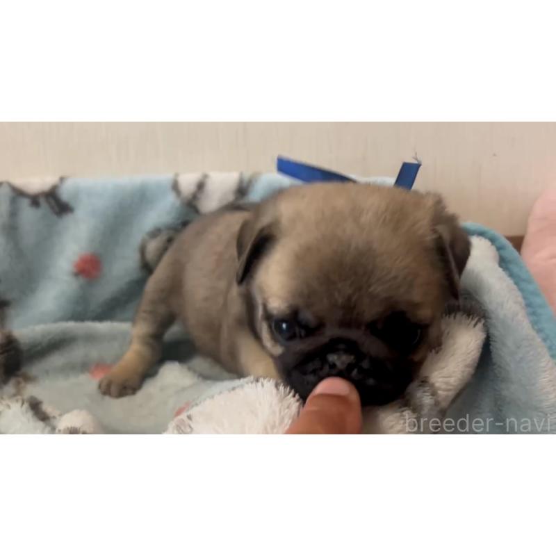 成約済の岡山県のパグ-440653の3枚目