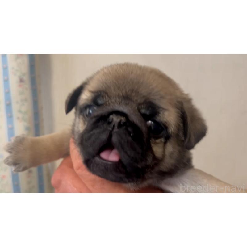 成約済の岡山県のパグ-440653の2枚目