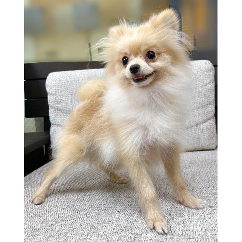 販売中の東京都のポメラニアン-409747の4枚目