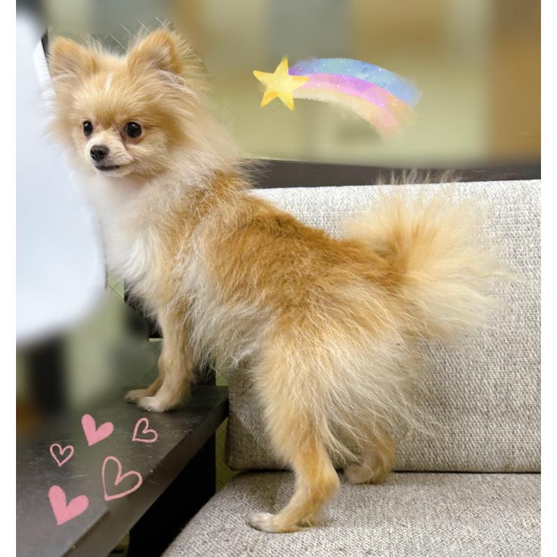 販売中の東京都のポメラニアン-409747の3枚目