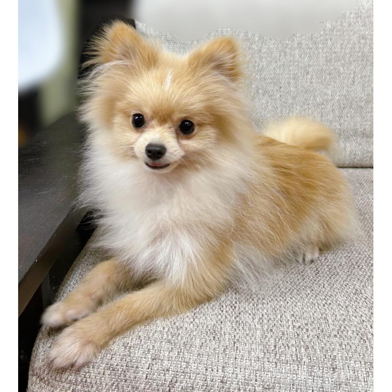 販売中の東京都のポメラニアン-409747の2枚目