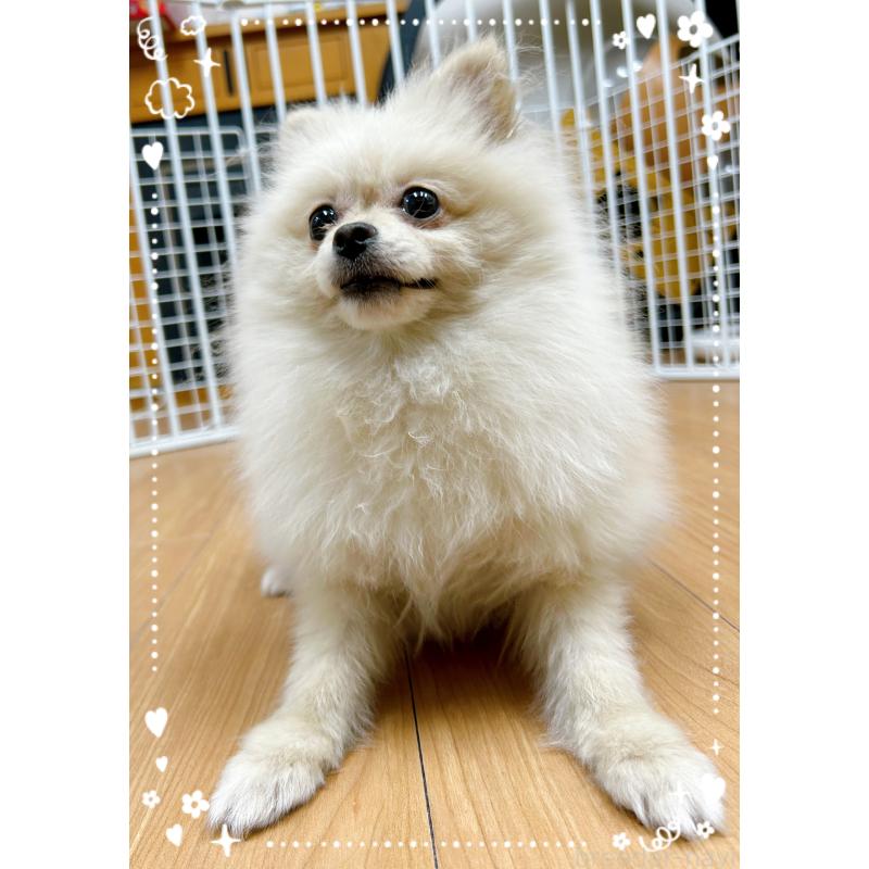 販売中の東京都のポメラニアン-418649の3枚目