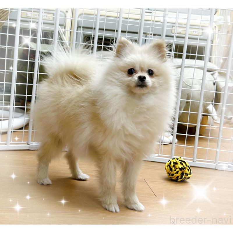 販売中の東京都のポメラニアン-418649の2枚目