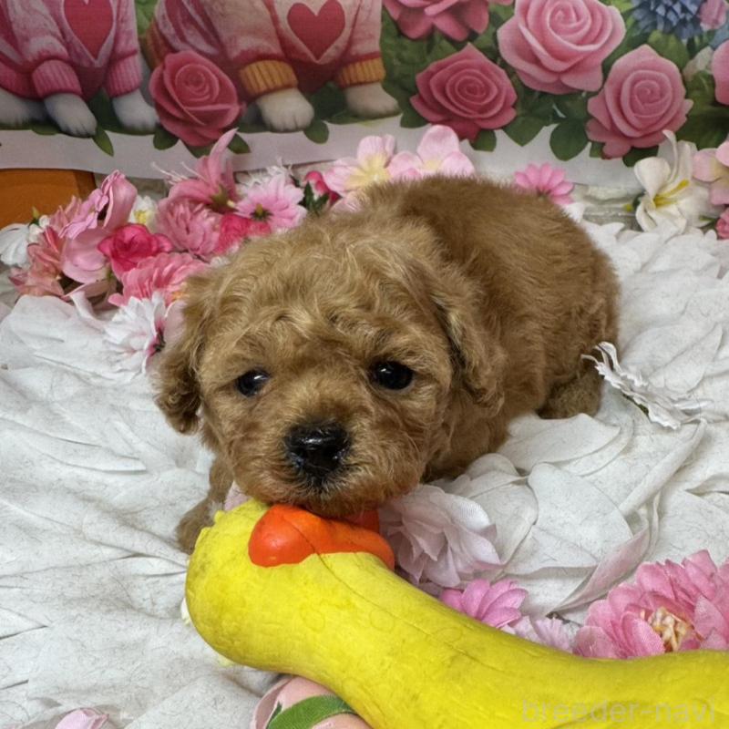 販売中の広島県のタイニープードル-445498