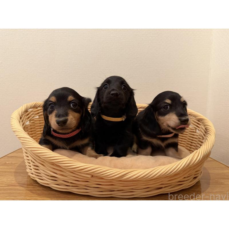 販売中の東京都のカニンヘンダックスフンド(ロングヘアード)-447558の2枚目