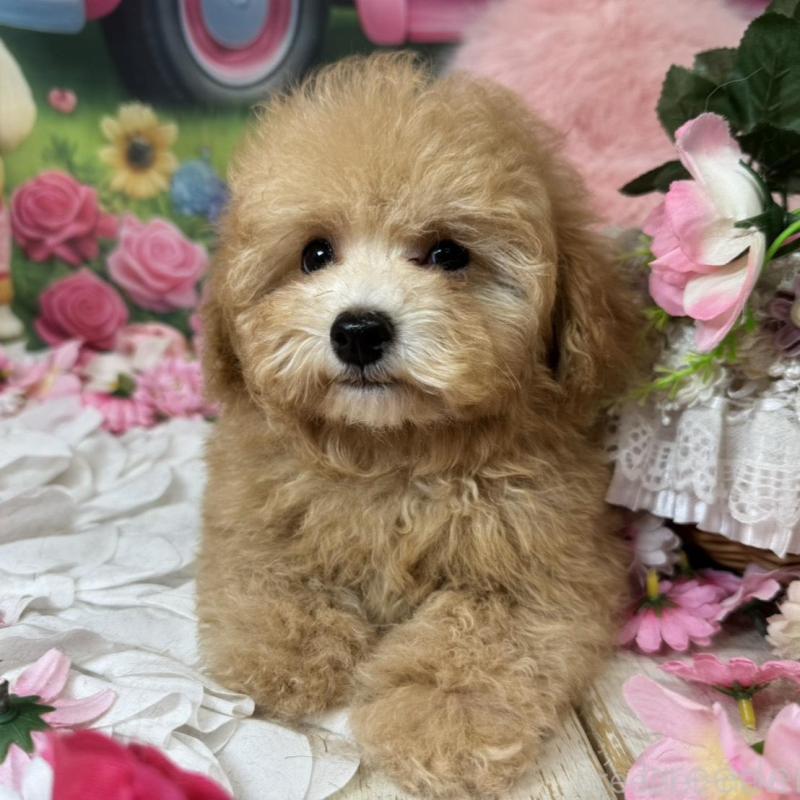 販売中の広島県のタイニープードル-436121の5枚目