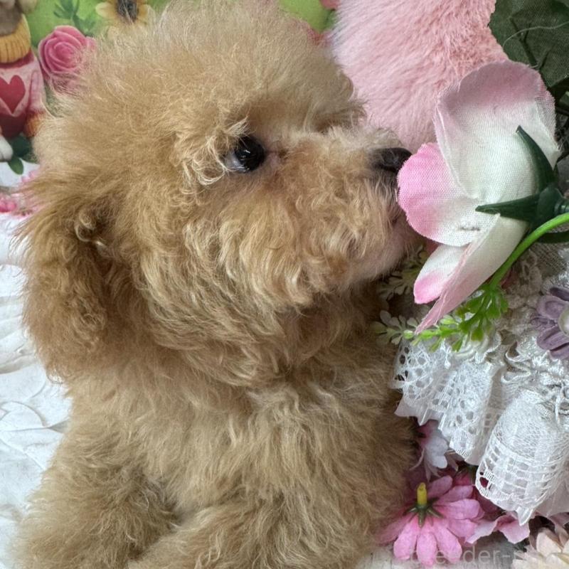 販売中の広島県のタイニープードル-436121の4枚目