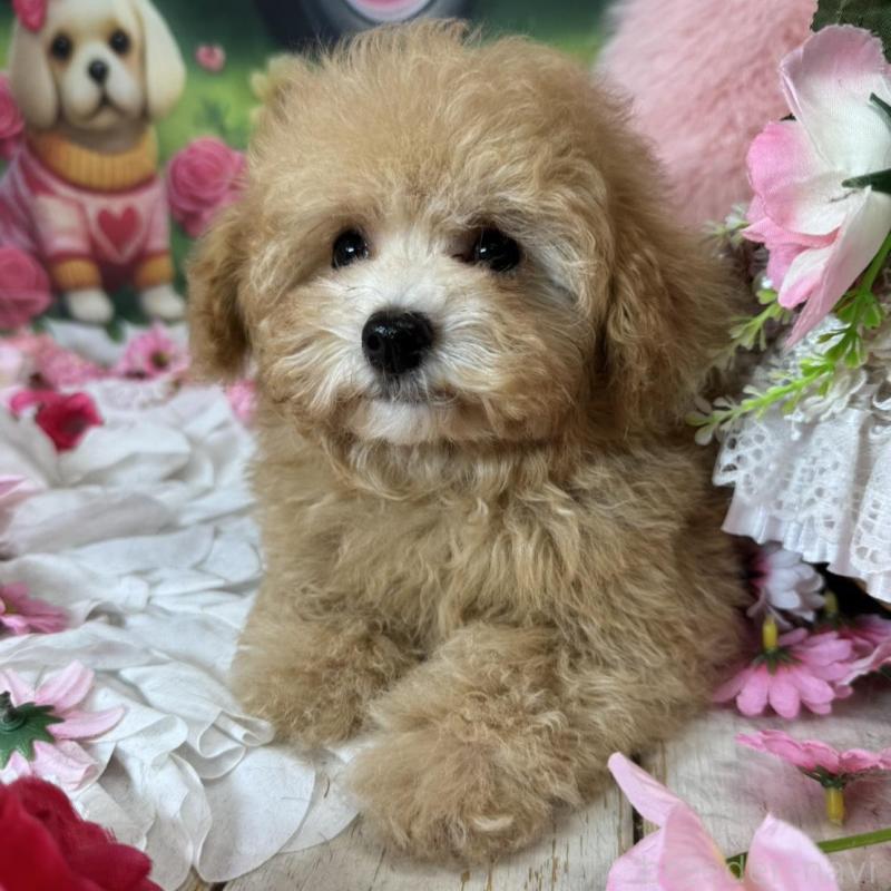 販売中の広島県のタイニープードル-436121の3枚目