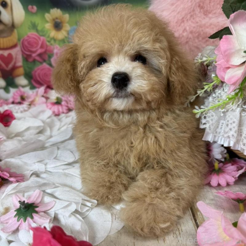 販売中の広島県のタイニープードル-436121の2枚目