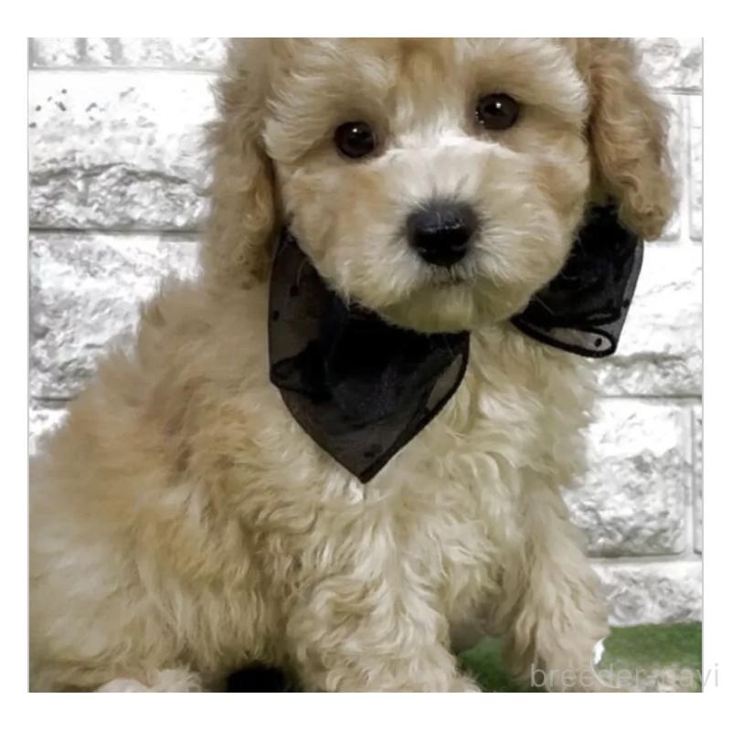 販売中の埼玉県のタイニープードル-447559