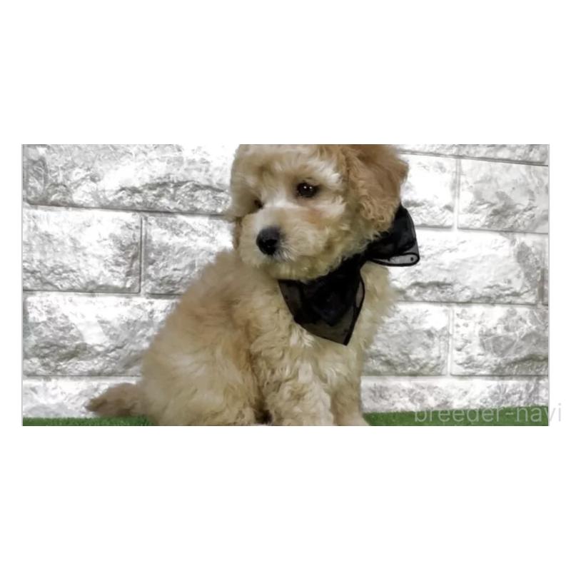 販売中の埼玉県のタイニープードル-447559の3枚目