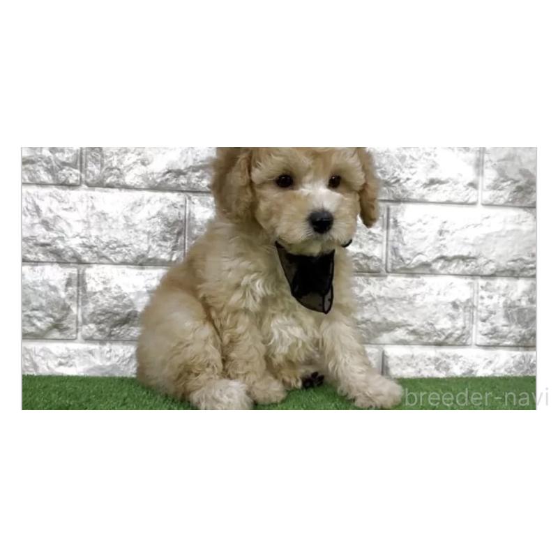 販売中の埼玉県のタイニープードル-447559の2枚目