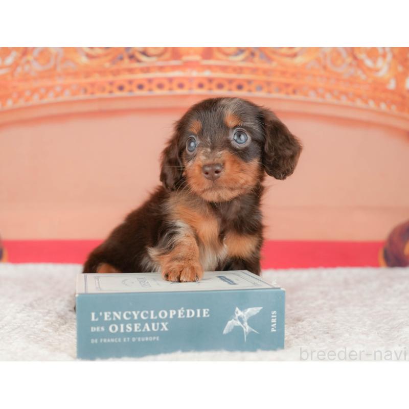 販売中の茨城県のミニチュアダックスフンド(ロングヘアード)-447580の11枚目