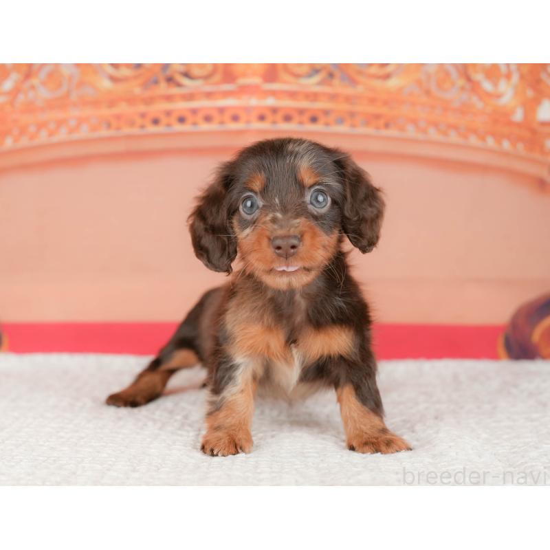 販売中の茨城県のミニチュアダックスフンド(ロングヘアード)-447580の10枚目