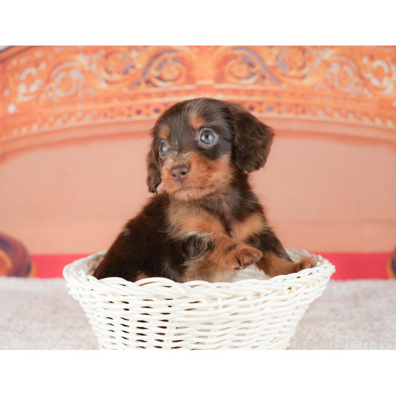 販売中の茨城県のミニチュアダックスフンド(ロングヘアード)-447580の9枚目