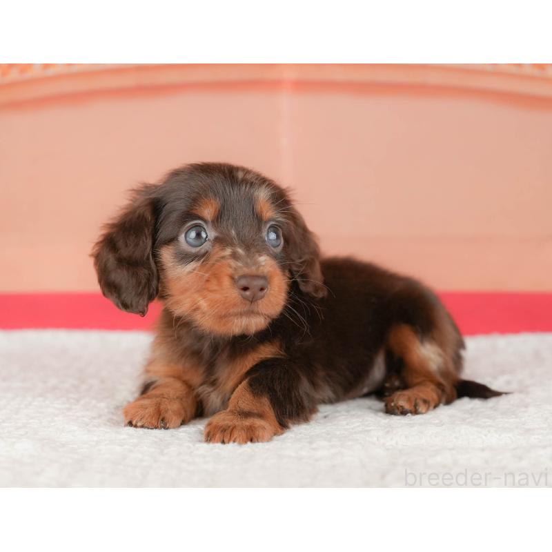 販売中の茨城県のミニチュアダックスフンド(ロングヘアード)-447580の7枚目