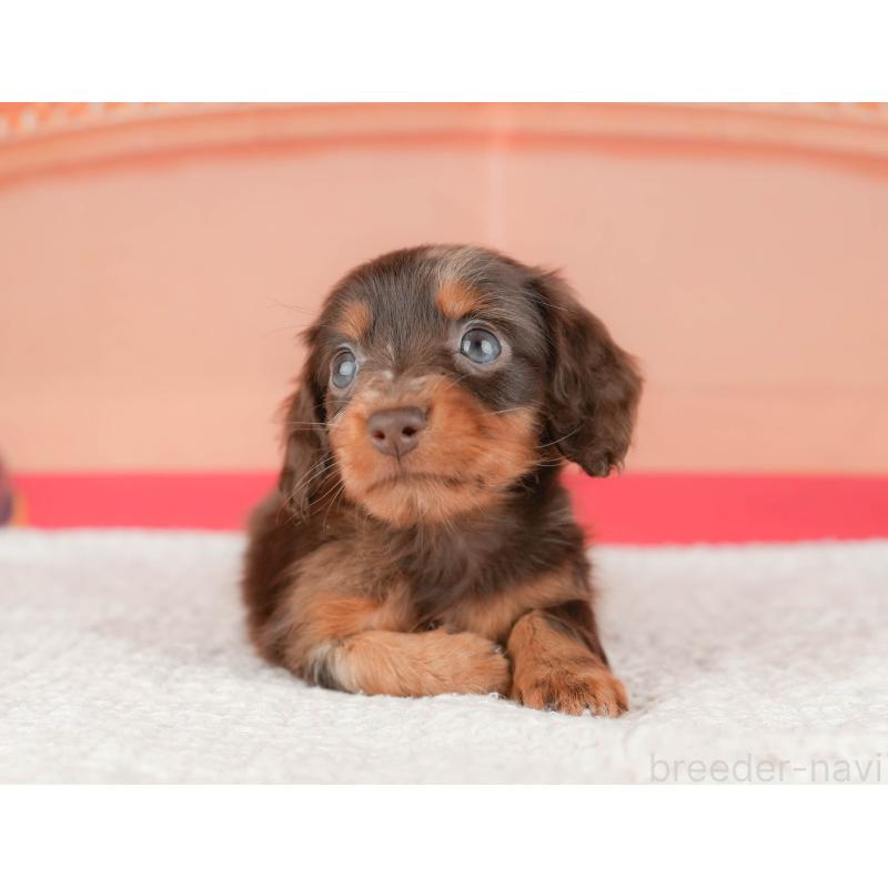 販売中の茨城県のミニチュアダックスフンド(ロングヘアード)-447580の6枚目