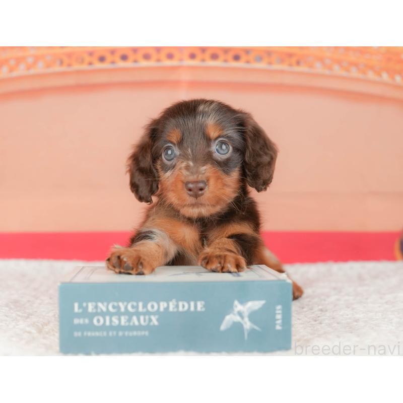 販売中の茨城県のミニチュアダックスフンド(ロングヘアード)-447580の4枚目