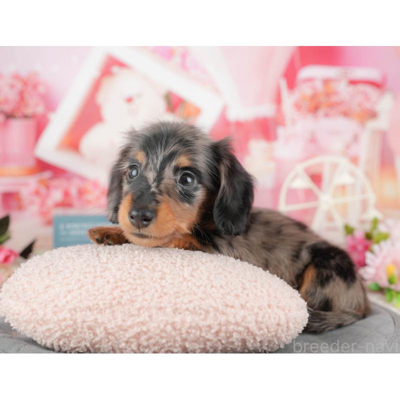 販売中の茨城県のミニチュアダックスフンド(ロングヘアード)-447584の9枚目