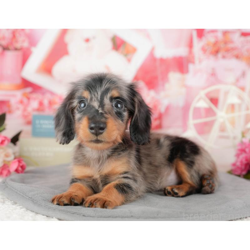 販売中の茨城県のミニチュアダックスフンド(ロングヘアード)-447584の6枚目