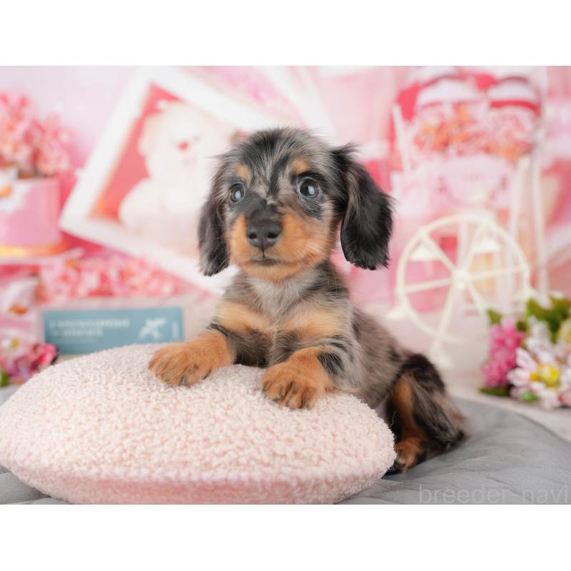 販売中の茨城県のミニチュアダックスフンド(ロングヘアード)-447584の3枚目