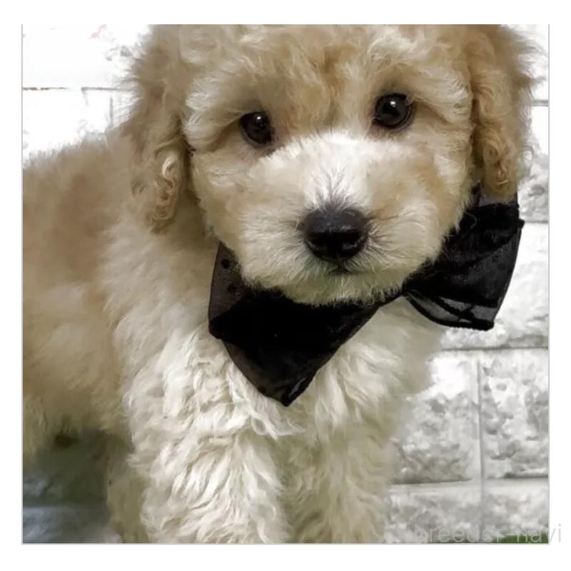 販売中の埼玉県のタイニープードル-447560