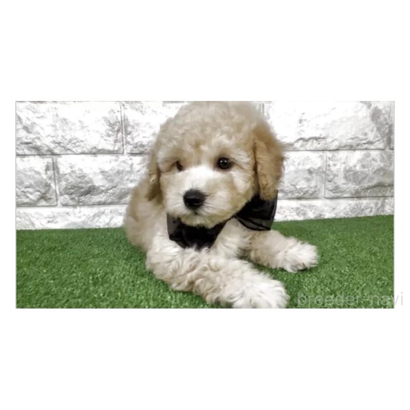 販売中の埼玉県のタイニープードル-447560の3枚目