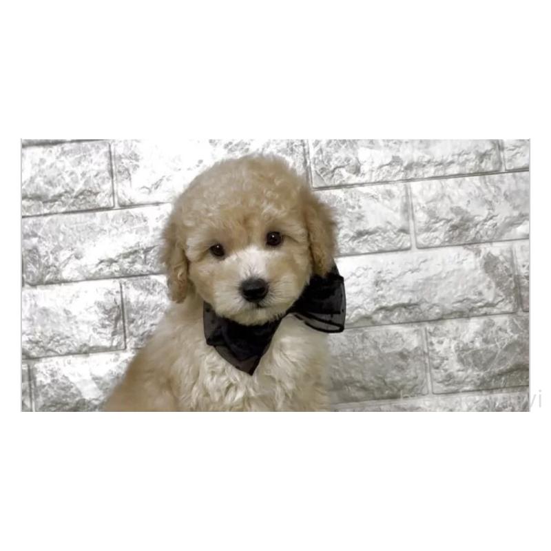 販売中の埼玉県のタイニープードル-447560の2枚目