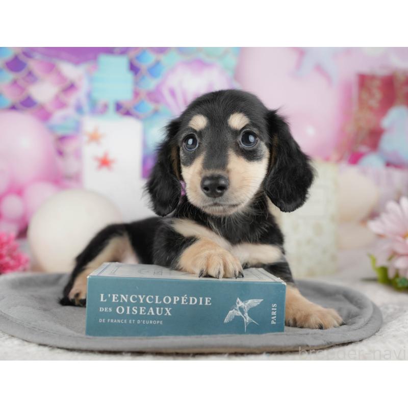 成約済の茨城県のカニンヘンダックスフンド(ロングヘアード)-447581の6枚目