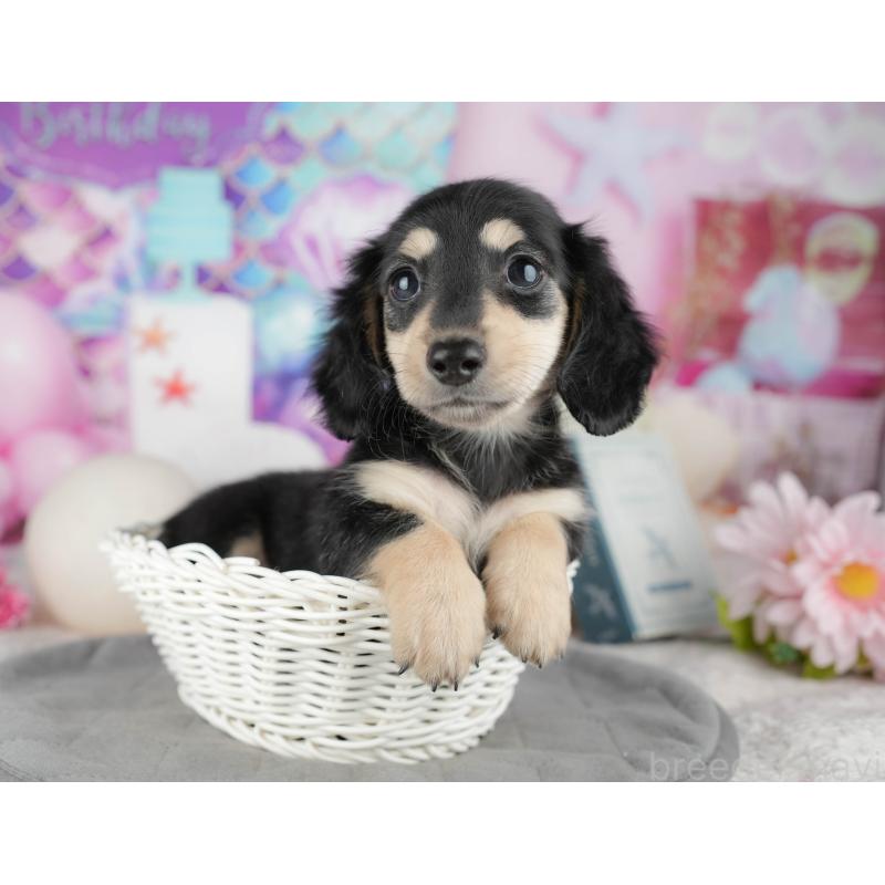 成約済の茨城県のカニンヘンダックスフンド(ロングヘアード)-447581の5枚目