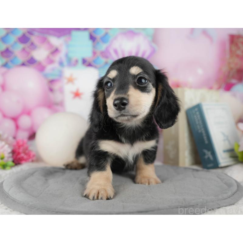 成約済の茨城県のカニンヘンダックスフンド(ロングヘアード)-447581の2枚目