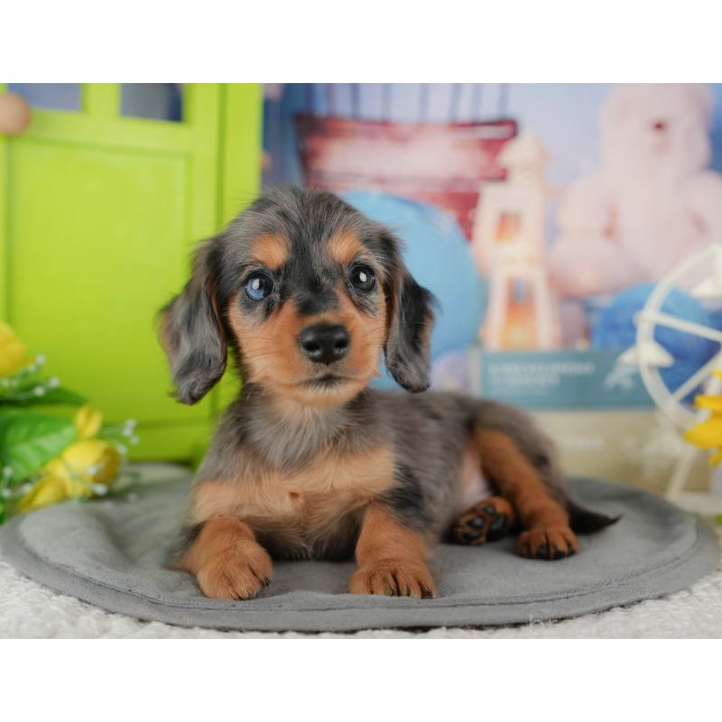 販売中の茨城県のミニチュアダックスフンド(ロングヘアード)-447583の10枚目