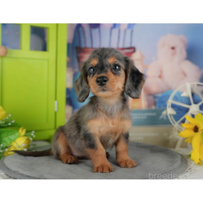 販売中の茨城県のミニチュアダックスフンド(ロングヘアード)-447583の9枚目