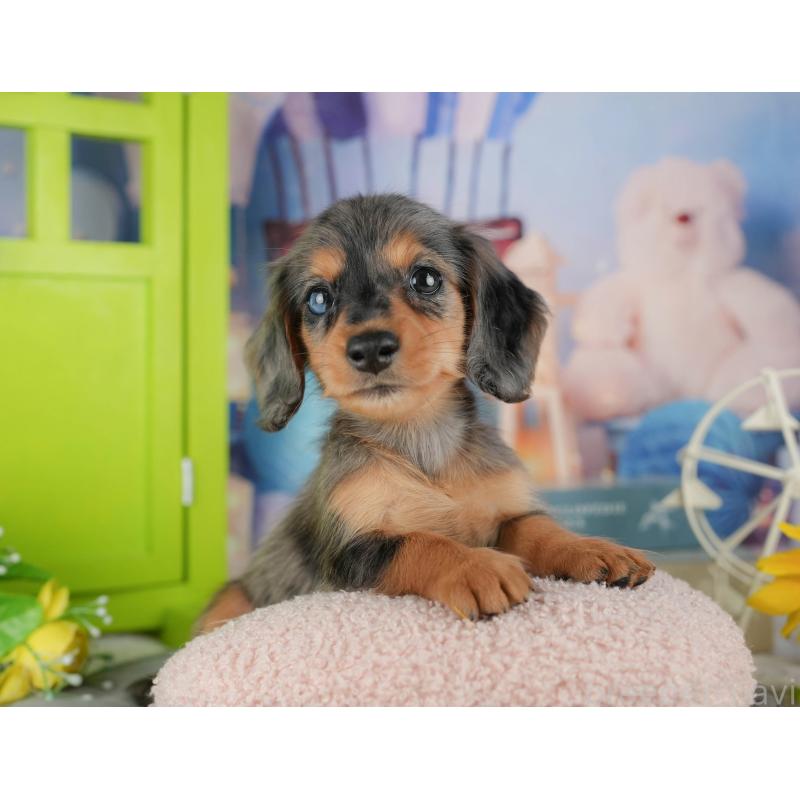 販売中の茨城県のミニチュアダックスフンド(ロングヘアード)-447583の7枚目