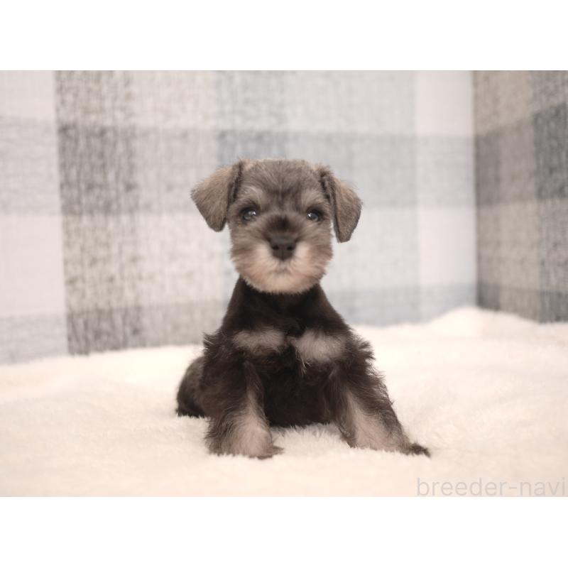 販売中の福岡県のミニチュアシュナウザー-447561の9枚目