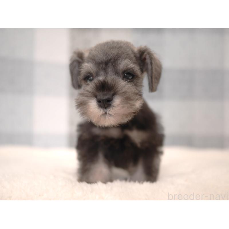 販売中の福岡県のミニチュアシュナウザー-447561の8枚目