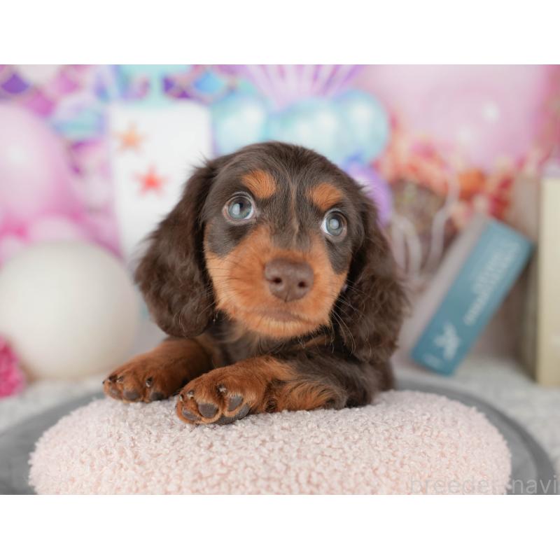 販売中の茨城県のミニチュアダックスフンド(ロングヘアード)-447578の1枚目