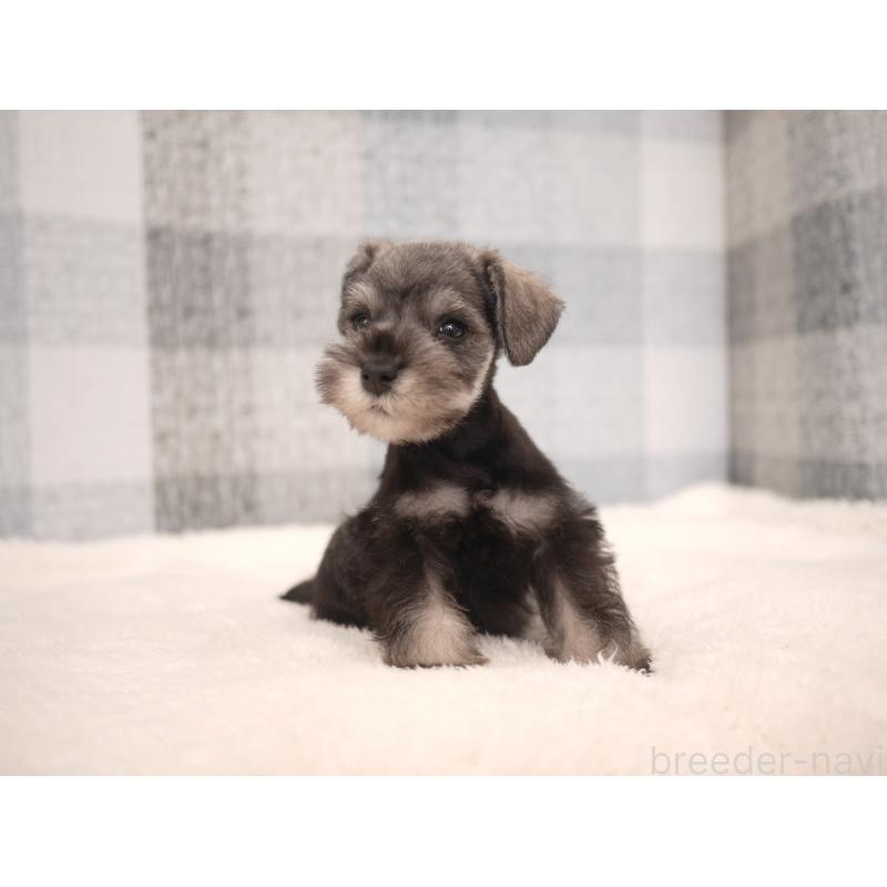 販売中の福岡県のミニチュアシュナウザー-447561の7枚目