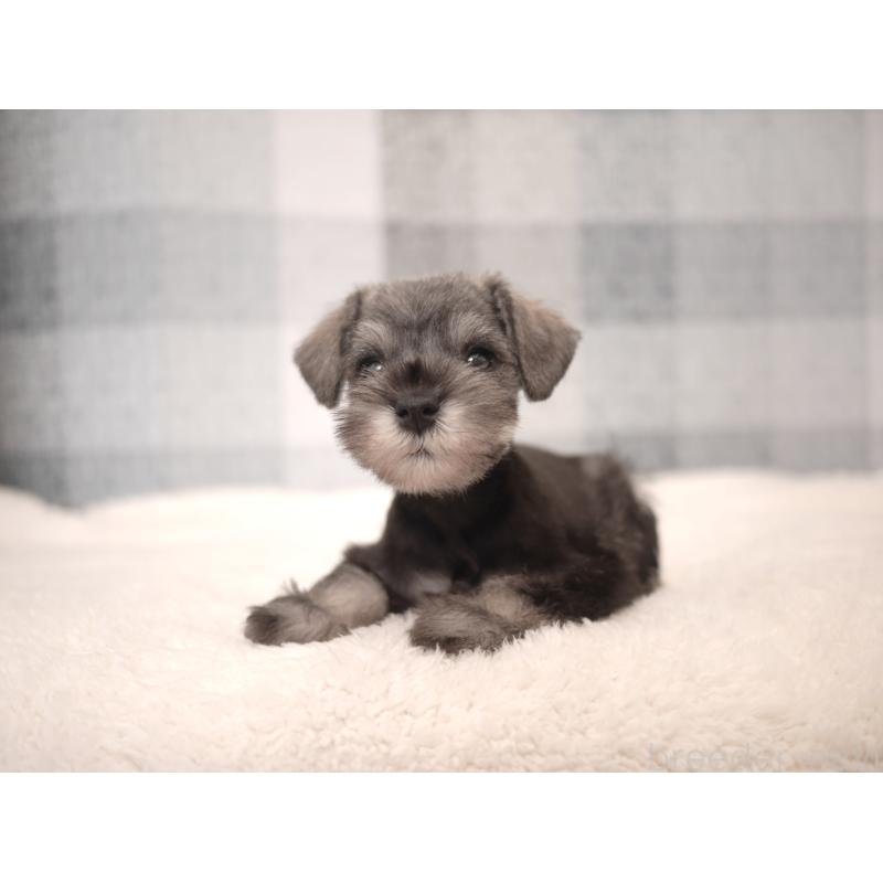 販売中の福岡県のミニチュアシュナウザー-447561の6枚目