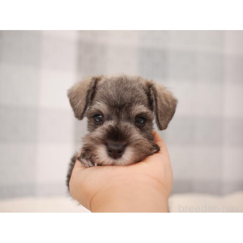 販売中の福岡県のミニチュアシュナウザー-447561の4枚目