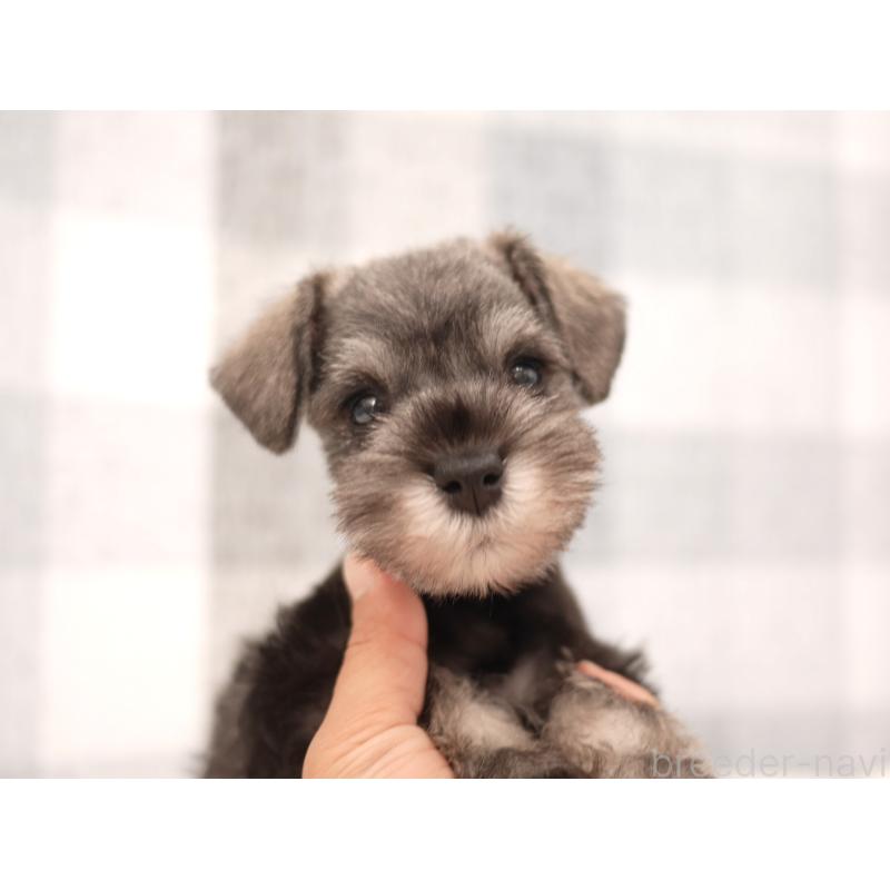 販売中の福岡県のミニチュアシュナウザー-447561の3枚目