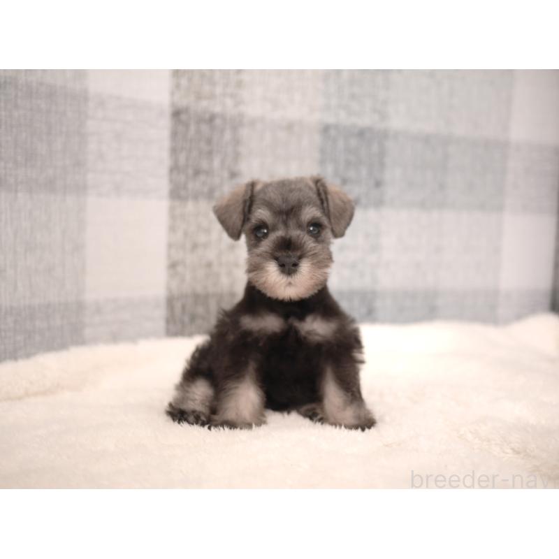 販売中の福岡県のミニチュアシュナウザー-447561の2枚目