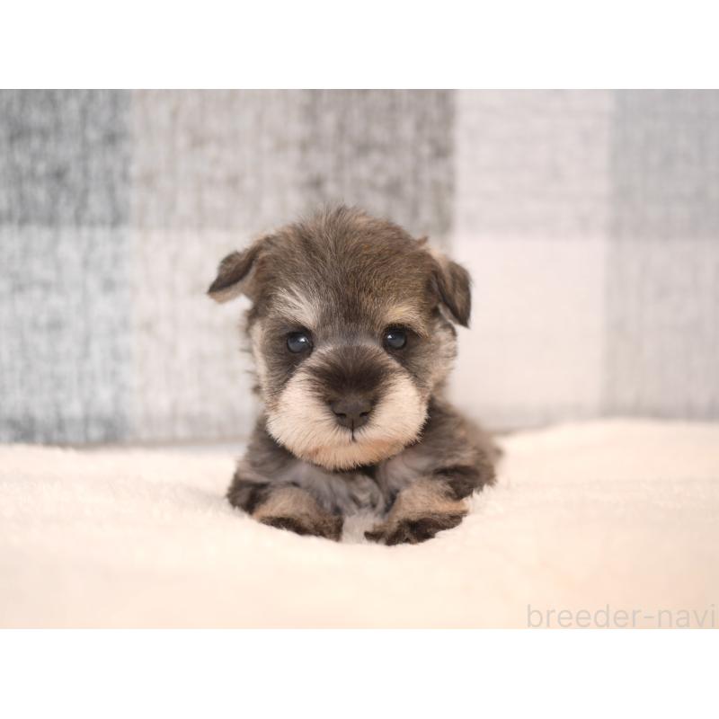 販売中の福岡県のミニチュアシュナウザー-447563の4枚目