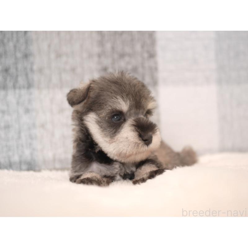 販売中の福岡県のミニチュアシュナウザー-447563の3枚目