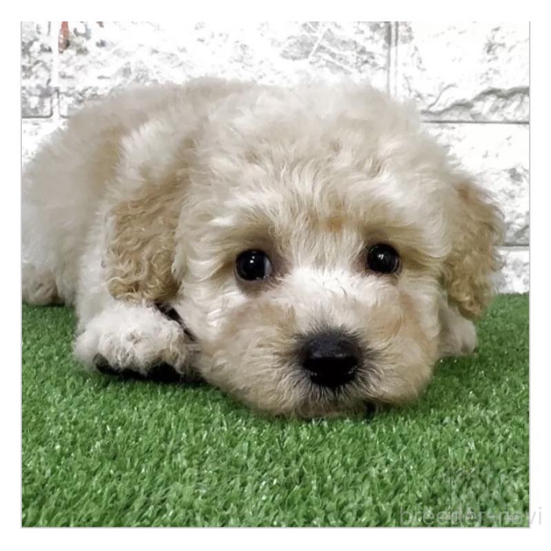 販売中の埼玉県のビションプー:ビションフリーゼ×トイプードル-447562